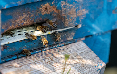 Selective focus shot of bees from afar hovering in the entrance hole of the blue beehive.