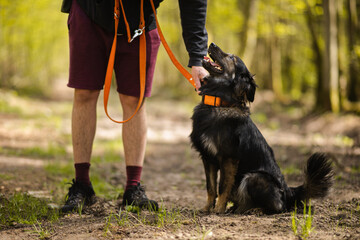 Mężczyzna odpina swojego psa ze smyczy podczas spaceru w lesie - 504223801