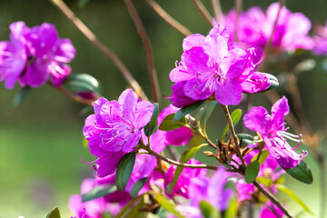 Beautiful rhododendron daurian flowers in the park on the lawn. Blooming rose bush in the garden