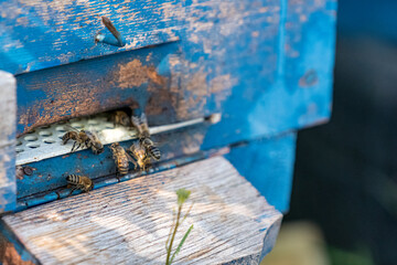 Closeup shot of bees with selective focus hovering at the entrance of the beehive.