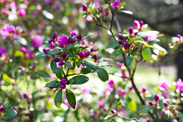 Beautiful rhododendron daurian flowers in the park on the lawn. Blooming rose bush in the garden