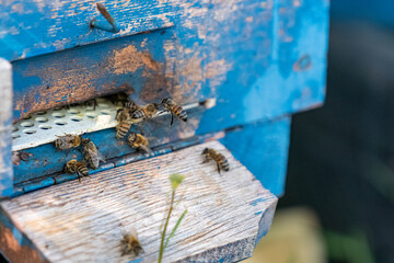 An image of bees taken with selective focus from a moment describing beekeeping.