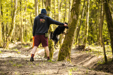 Owczarek Staroniemiecki wykonujący sztuczkę odbicie od drzewa ze swoim przewodnikiem w lesie
