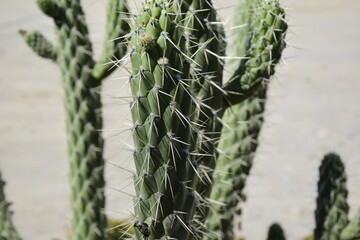 cacti on the territory of Museo Inti Nan (Mitad del Mundo). Quito. Ecuator line