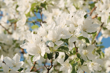 Apple trees in bloom. Beautiful background. Gardening concept. Herbicides, processing and care of fruit trees.