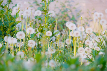 Fototapeta premium Dandelions. Plantation of beautiful flowers, mother and stepmother. Medicinal plants, insemination period. Beautiful background.