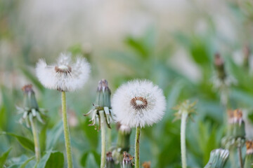 Dandelions. Plantation of beautiful flowers, mother and stepmother. Medicinal plants, insemination period. Beautiful background.