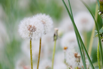 Dandelions. Plantation of beautiful flowers, mother and stepmother. Medicinal plants, insemination period. Beautiful background.