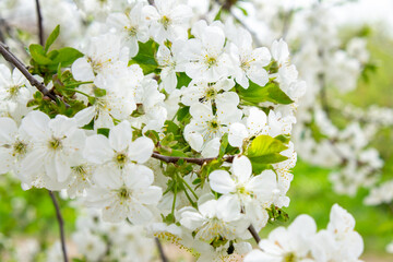 White cherry tree flowers close-up. Soft focus. Spring gentle blurred background. Blooming apricot blossom branch. Beginning of season, awakening of nature. Fresh green leaves.