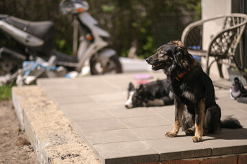 Dwa psy odpoczywające na tarasie przed domem - obrazy, fototapety, plakaty