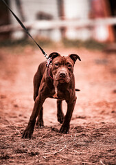 Pitbull Puppy