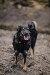 Owczarek staroniemiecki stoi i patrzy się w obiektyw