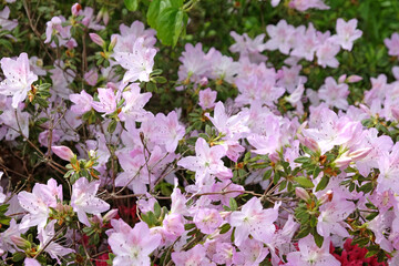 Pale pink Rhododendron 'mucronatum' in flower.