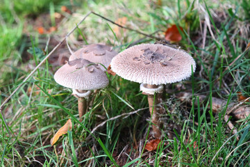 Macrolepiota procera   (Macrolepiota procera)