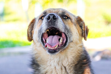 Big brown dog with open mouth in summer during the heat