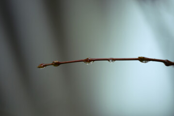 Gouttes d'eau sur branches