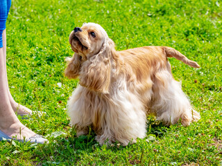 American Cocker Spaniel dog next to his mistress during a walk in the park