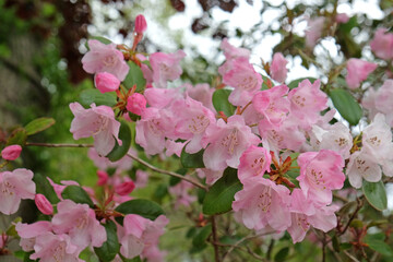 Pink Rhododendrons 'Brocade'  in flower