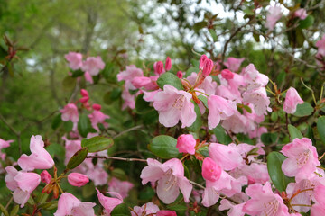 Pink Rhododendrons 'Brocade'  in flower