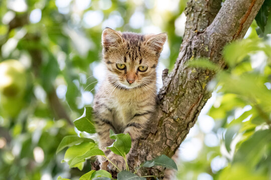 Little striped kitten in the garden on a tree looking down