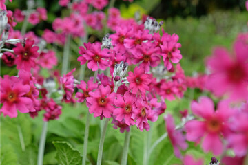 Pink mealy primrose in flower.
