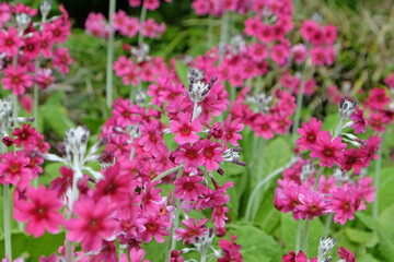 Pink mealy primrose in flower.