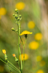 Fototapeta premium Closeup of perennial sowthistle yellow flower and buds with selective focus on foreground
