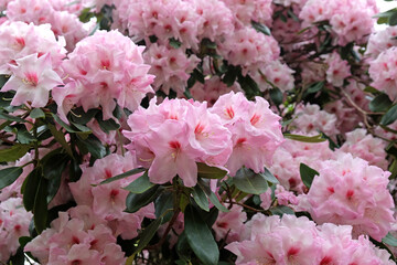 Pink Rhododendron 'Mrs Walter Burns' in flower