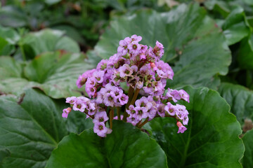 Heart leaf bergenia in flower.