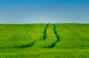 Traces of agricultural machinery in a cultivated field
