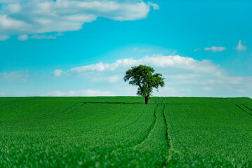 Fototapeta na wymiar green field with isolated tree and sky