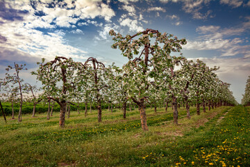 sad kwitnących wiosną jabłoni