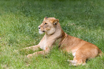 Wild African lioness