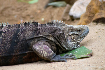 iguana on a rock