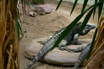 iguana on the rock