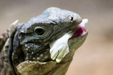 close up of a head of a lizard