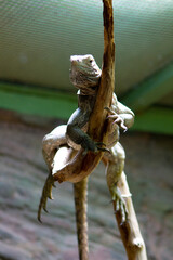 iguana on a tree
