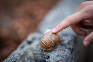 Macro view of child finger touching snail outdoors in park
