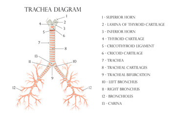 Vector medical educational biological chart for trachea diagram. Anatomy illustration isolated white background - obrazy, fototapety, plakaty