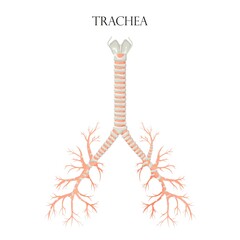 Vector medical educational biological chart for trachea diagram. Anatomy illustration isolated white background