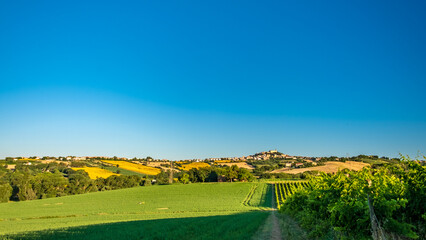 Fototapeta premium Beautiful sunrise in the countryside of Marche in a summer morning