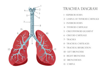 Vector medical educational biological chart for trachea diagram. Anatomy illustration isolated white background