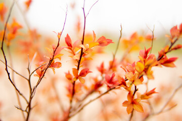 Beautiful flowering buds, the revival of nature, the background, macro photography of flowers, blooming leaves. Beautiful red branches with red leaves, nature background.