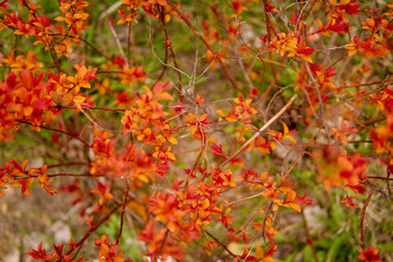 Beautiful flowering buds, the revival of nature, the background, macro photography of flowers, blooming leaves. Beautiful red branches with red leaves, nature background.