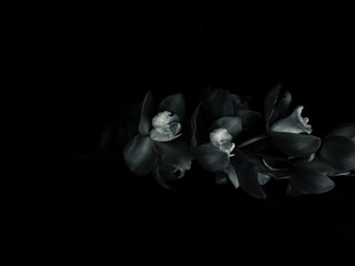 Cymbidium orchid flowers branch black and white photo on a black background