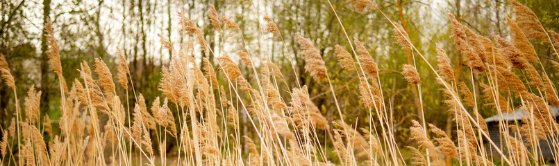 Beautiful background of dry grass close-up with a blurred background.