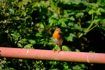 Robin feeding 