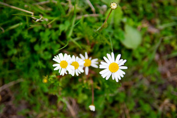 Obraz premium Beautiful blooming of spring flowers, the revival of nature, background, macro photography of flowers. Beautiful bright summer flowers, daisies, nature background.