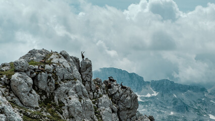 Steinbocks in the Julian alps