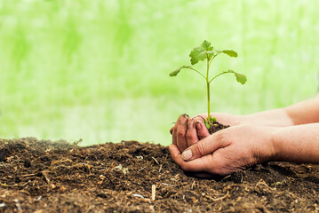 Human hands taking care of a seedling in the soil.